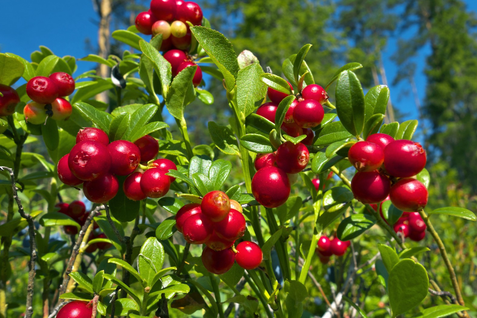 Cramberries