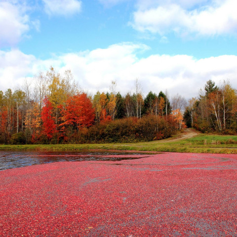 filiere-canada-base-organic-food